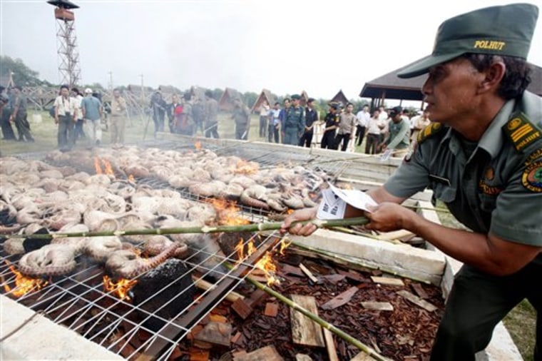 In this photo taken Thursday, Dec, 10, 2009, an Indonesian forest police officer burns pangolins during a destruction of the 763 kilogram of pangolin meat confiscated by Customs and Excise in Kapuk, Indonesia. The pangolin trade, banned in 2002 by CITES, the international convention on endangered species, resembles a pyramid. At the base are poor rural hunters, including workers on Indonesia's vast palm oil plantations. They use dogs or smoke to flush the pangolins out or shake the solitary, nocturnal animals from trees in often protected forests. (AP Photo)